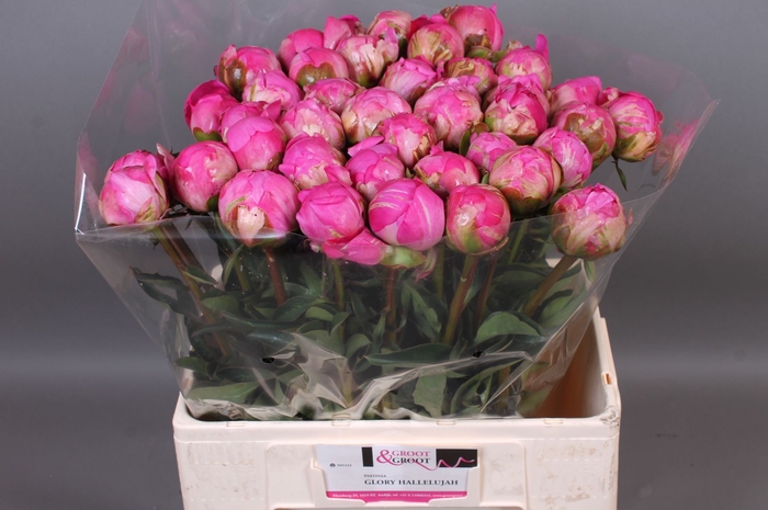<h4>Paeonia Glory Hallelujah | XXL</h4>