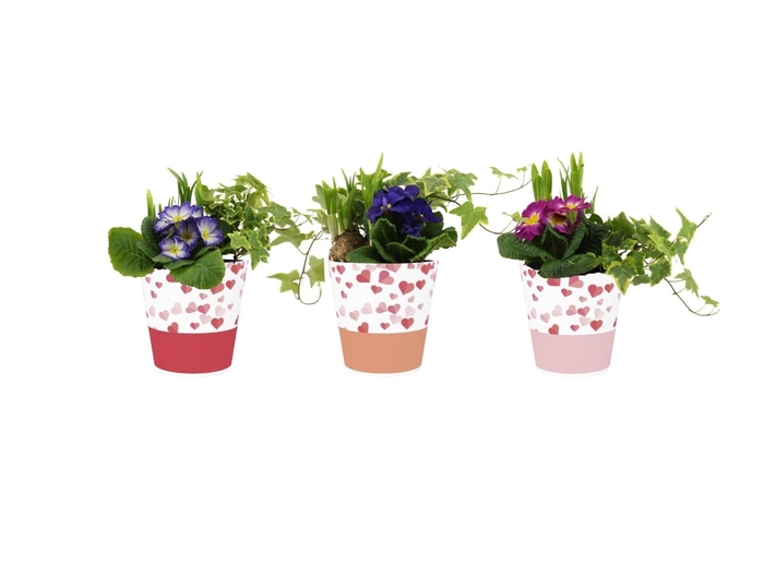 <h4>Collectie "Party Love" Arrangement in Smartcup Candy</h4>