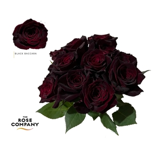 Rosa Ec Black Baccara
