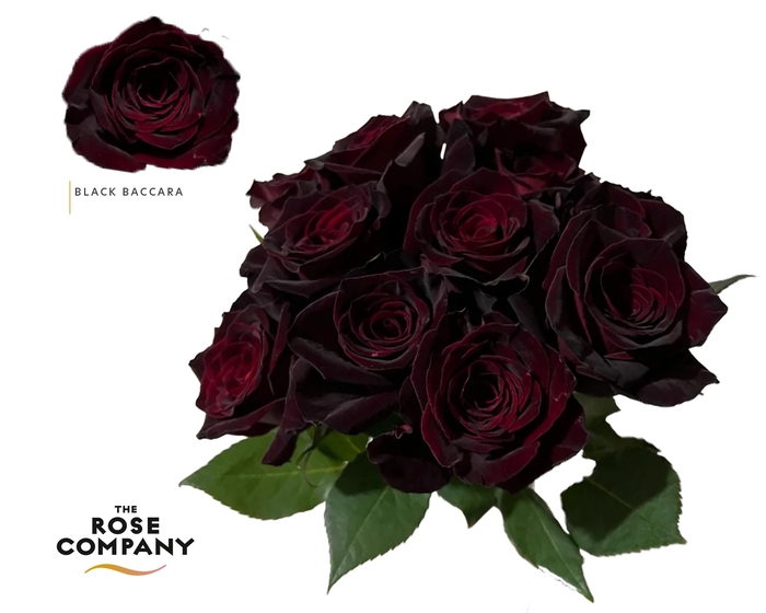 <h4>Rosa Ec Black Baccara</h4>