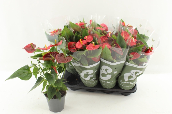 <h4>arr8 Anthu An Esudo</h4>