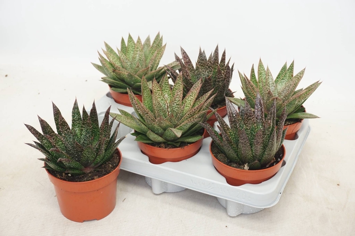 <h4>ALOE GEM</h4>