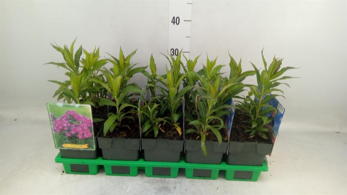 <h4>Phlox panic.   ...</h4>