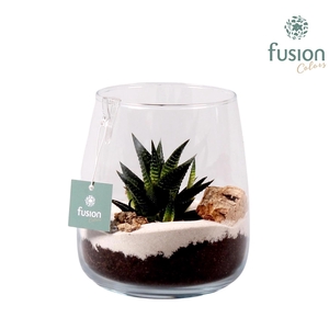 Windlicht Alzada mini met Hawortia