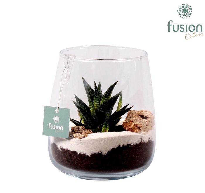 <h4>Windlicht Alzada mini met Hawortia</h4>