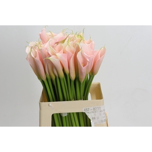 Zantedeschia Eydolls Salmon