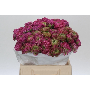 Ranunculus Pon Pon Malva