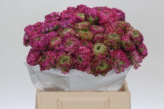 <h4>Ranunculus Pon Pon Malva</h4>