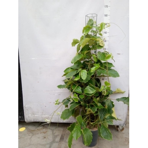 Tetrastigma voinierianum