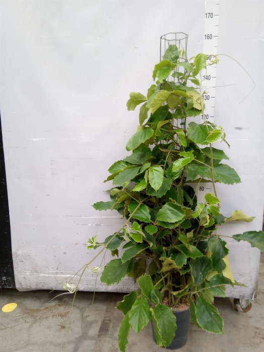 <h4>Tetrastigma voinierianum</h4>