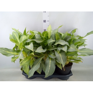 Aglaonema   ...