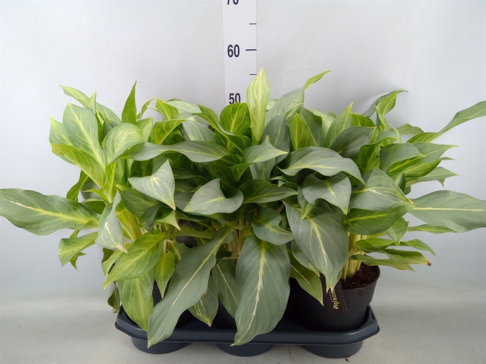 <h4>Aglaonema   ...</h4>