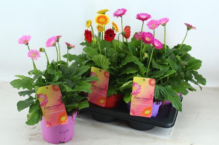 <h4>GERB GARVIN GEM</h4>