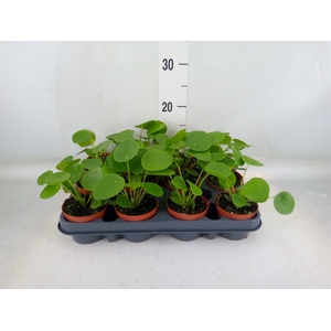 Pilea peperomoides