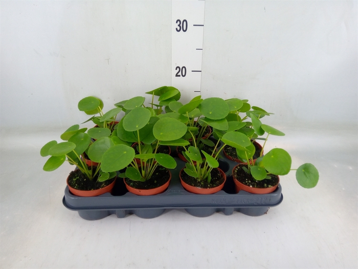 <h4>Pilea peperomoides</h4>