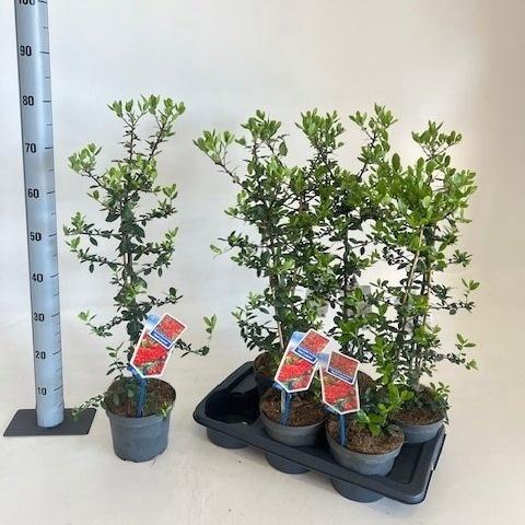 <h4>PYRAC CO RED COLUMN</h4>