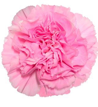 <h4>Di St Clearwater</h4>