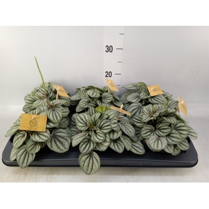 Peperomia