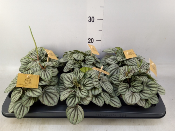 <h4>Peperomia</h4>