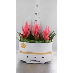 Tillandsia  'Ziva'