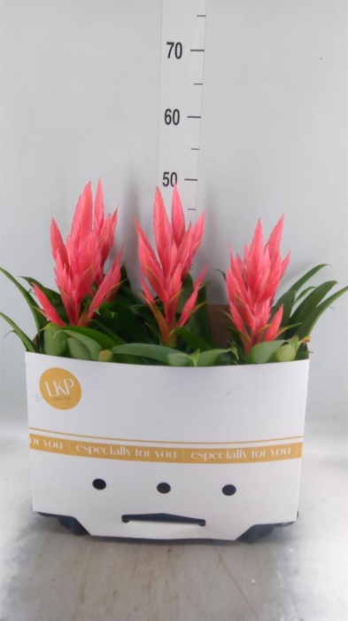 <h4>Tillandsia 'Ziva'</h4>