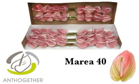 ANTH A MAREA 40 smart pack