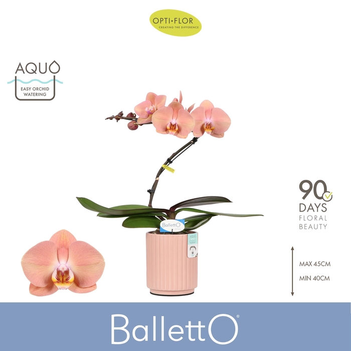 <h4>Balletto Sway 1 spike in Molise Salmon Aquo</h4>