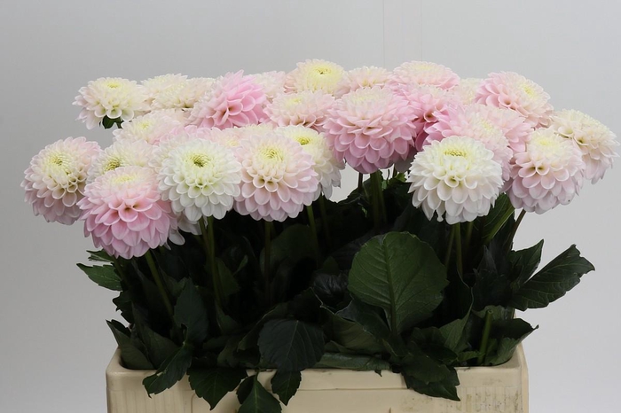 Dahlia Light Wizard