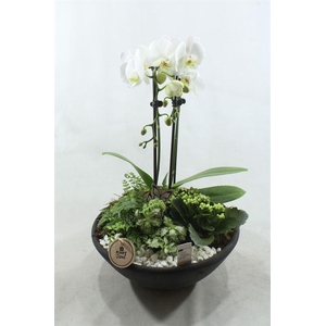 7112 XXL EBBI CASCADE WIT