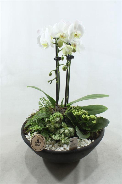 <h4>7112 XXL EBBI CASCADE WIT</h4>