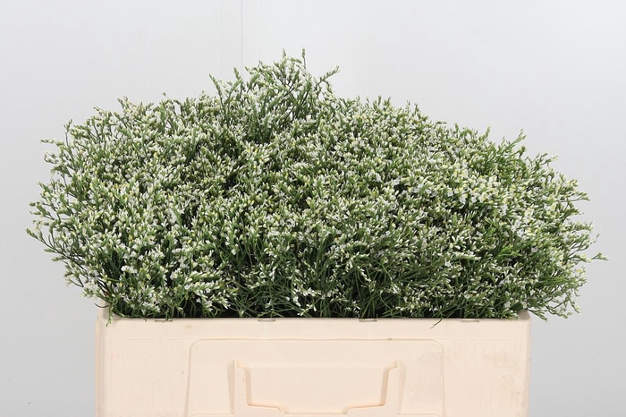 <h4>Lim Sin Clear Diamon</h4>