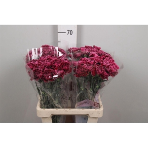 Di St Nobbio Burgundy