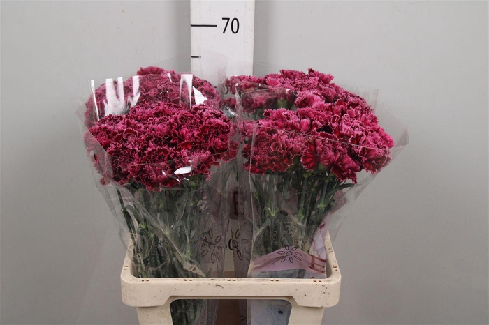 <h4>Di St Nobbio Burgundy</h4>