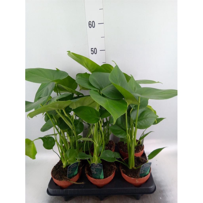 <h4>Monstera delic.</h4>