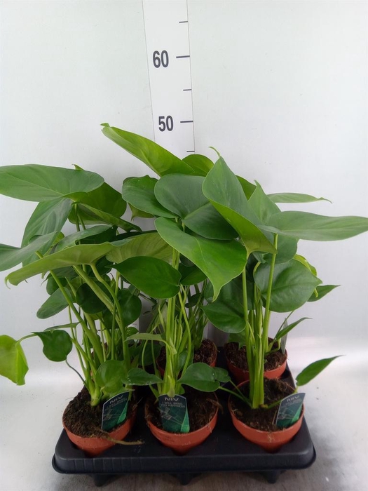 Monstera delic.