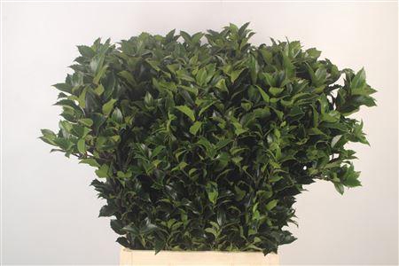 <h4>Ilex X M Bl Fantasy</h4>