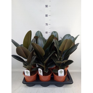 Ficus elastica 'Abidjan'