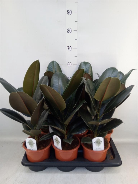 <h4>Ficus elastica 'Abidjan'</h4>