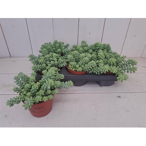 SEDUM BURRITO