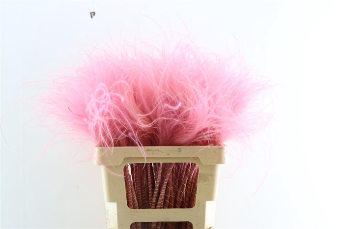 <h4>Dried Stypha Penata Light Pink(10 Toef) Bunch</h4>