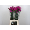 Dianthus St Tiepolo Fucsia