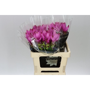 Curcuma Siam Supreme