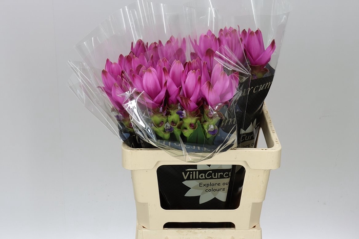 <h4>Curcuma Siam Supreme</h4>