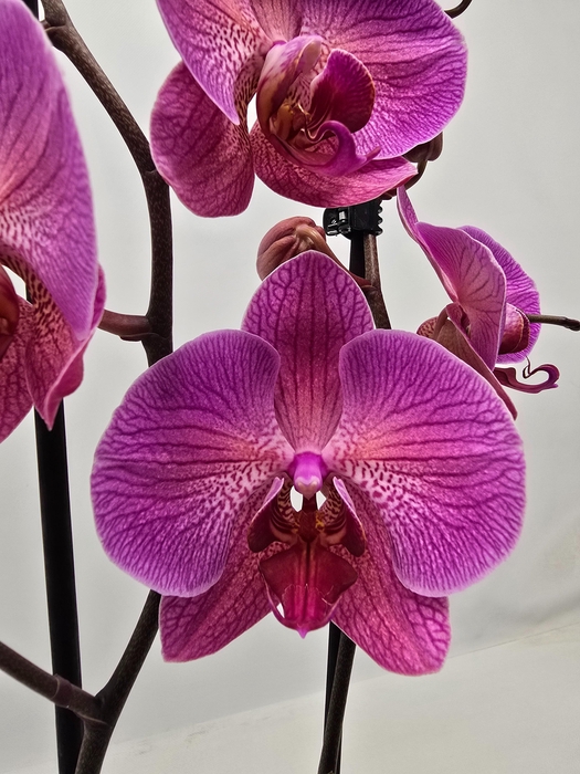 <h4>Limited 23 week 7</h4>