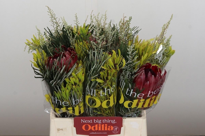 <h4>PROTEA PER BOS</h4>