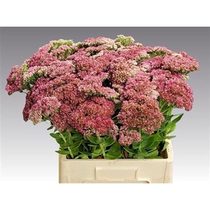 Sedum Herbstfreud Gr