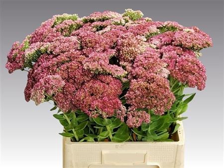 Sedum Herbstfreud Gr