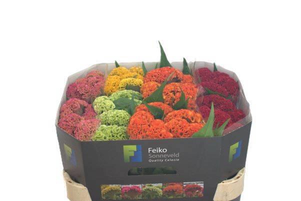 <h4>CEL C REPRIS GEM FST</h4>