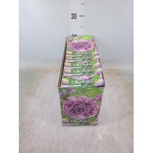 Dahlia   ...flowerbulbs