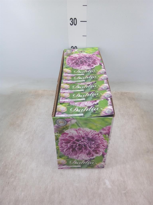 <h4>Dahlia   ...flowerbulbs</h4>